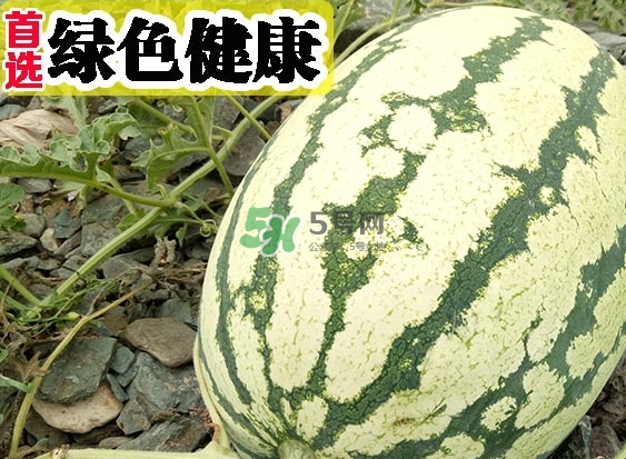 石頭瓜什么時(shí)候上市？石頭瓜多少錢(qián)一斤？