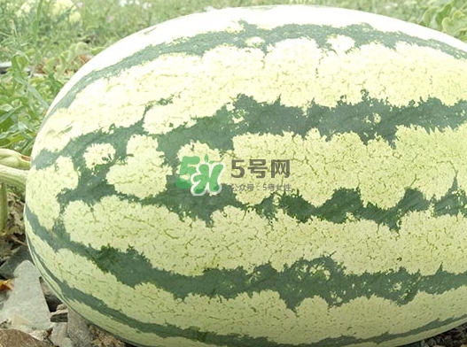 石頭瓜什么時(shí)候上市？石頭瓜多少錢(qián)一斤？