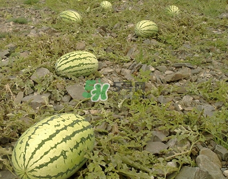 石頭瓜什么時(shí)候上市？石頭瓜多少錢(qián)一斤？