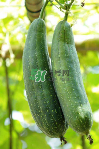 秋天吃絲瓜掉頭發(fā)嗎？秋天吃絲瓜愛掉頭發(fā)是真的嗎？