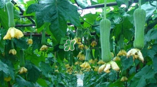 秋天吃絲瓜掉頭發(fā)嗎？秋天吃絲瓜愛掉頭發(fā)是真的嗎？