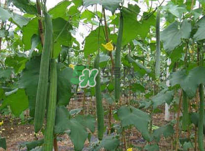 秋天絲瓜有毒嗎？秋天絲瓜能吃嗎？