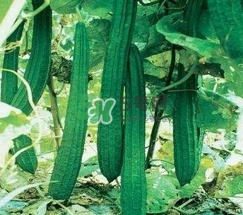 秋天絲瓜有毒嗎？秋天絲瓜能吃嗎？