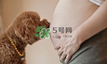 孕婦不能養(yǎng)寵物嗎？為什么孕婦不能養(yǎng)寵物？