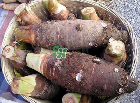 香芋和芋頭是一樣的嗎？香芋和芋頭有什么區(qū)別