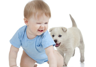 孕婦能養(yǎng)狗嗎？孕婦養(yǎng)狗注意事項