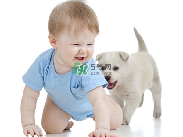 孕婦能養(yǎng)狗嗎？孕婦養(yǎng)狗注意事項