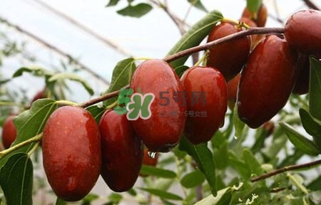 秋季吃什么水果最好？秋季常吃什么水果比較好？