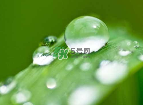 白露可以種什么菜？白露過后能種植什么蔬菜？