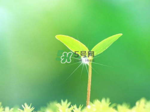 白露可以種什么菜？白露過后能種植什么蔬菜？