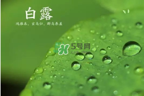 白露可以種什么菜？白露過后能種植什么蔬菜？