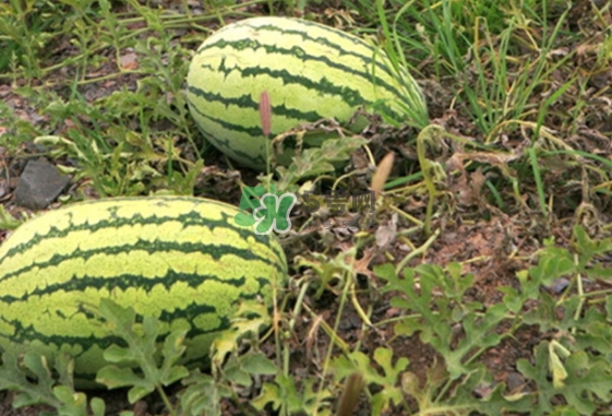 石頭瓜和麒麟瓜哪個(gè)好吃？石頭瓜有籽嗎