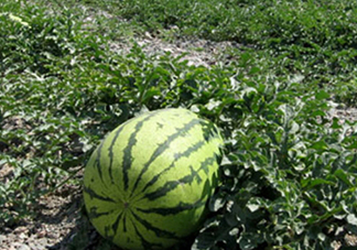 石頭瓜和麒麟瓜哪個(gè)好吃？石頭瓜有籽嗎