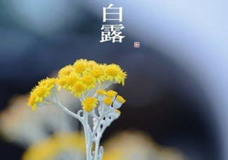 白露可以種什么菜？白露過后能種植什么蔬菜？