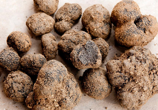 松露是什么樣子的？松露是怎么形成的