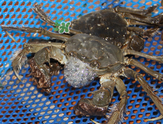 大閘蟹為什么吐泡泡？大閘蟹吐泡泡怎么回事？