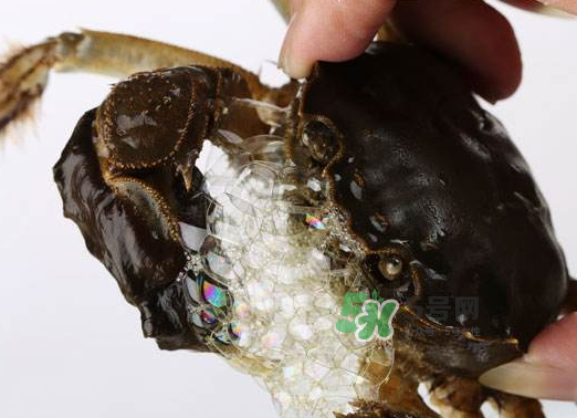 大閘蟹為什么吐泡泡？大閘蟹吐泡泡怎么回事？