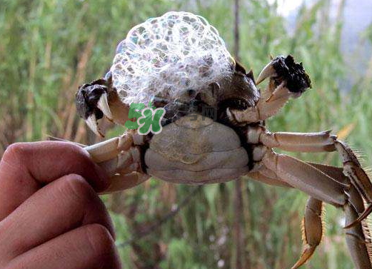 大閘蟹為什么吐泡泡？大閘蟹吐泡泡怎么回事？