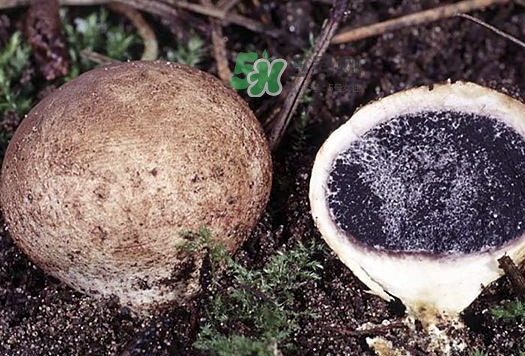 松露什么時候采摘？松露怎么采摘