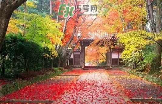 白露是寒露嗎？白露和寒露的區(qū)別