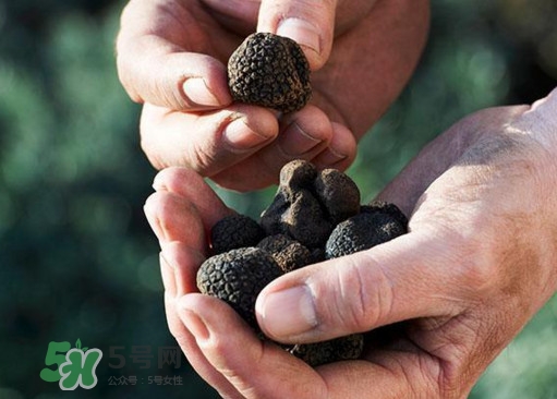 中國哪里有白松露？黑松露和白松露哪個貴？