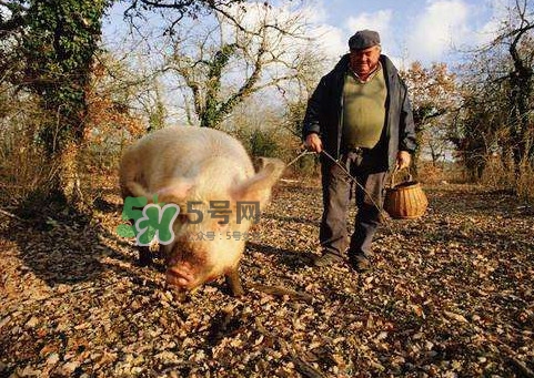 松露什么時候采摘？松露怎么采摘