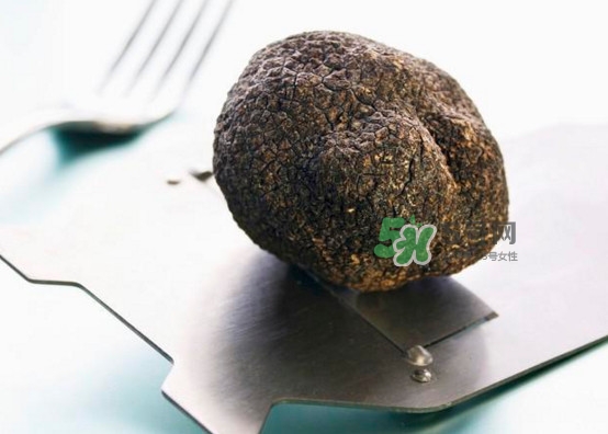 中國哪里有白松露？黑松露和白松露哪個貴？