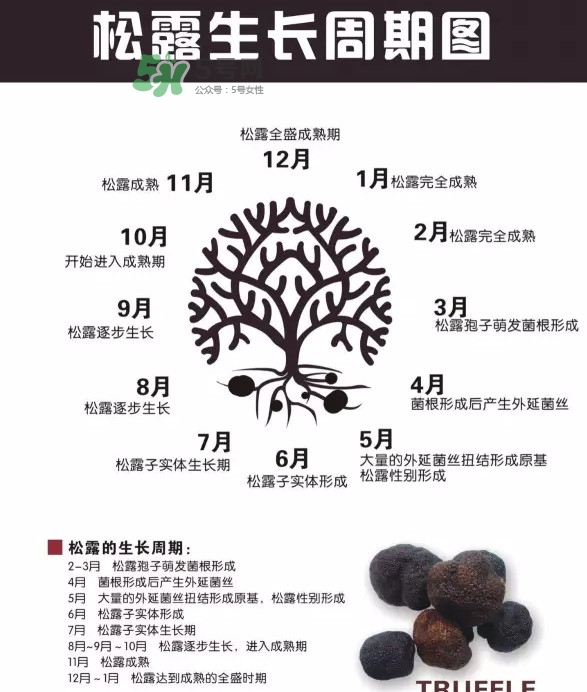 松露是什么樣子的？松露是怎么形成的