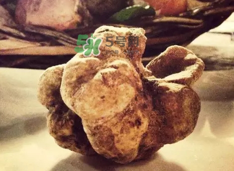 世界上評價(jià)較高的松露品種是什么？白松露和黑松露哪個(gè)好