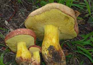 牛肝菌要泡發(fā)多久？牛肝菌怎么清洗