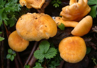 新鮮雞油菌怎么保存？干雞油菌怎么保存