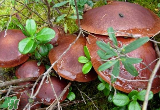 牛肝菌種類有哪些？牛肝菌與什么食物相克