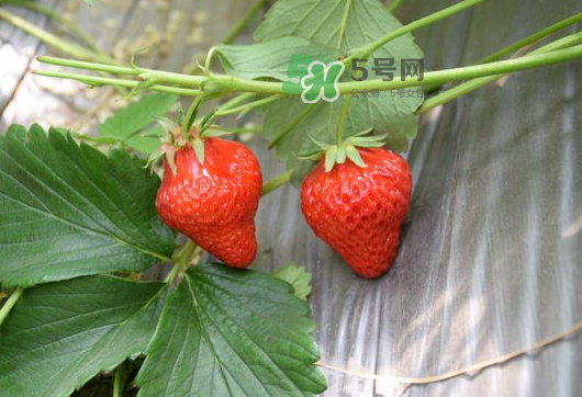 九月份可以種草莓嗎？九月份有草莓吃嗎？