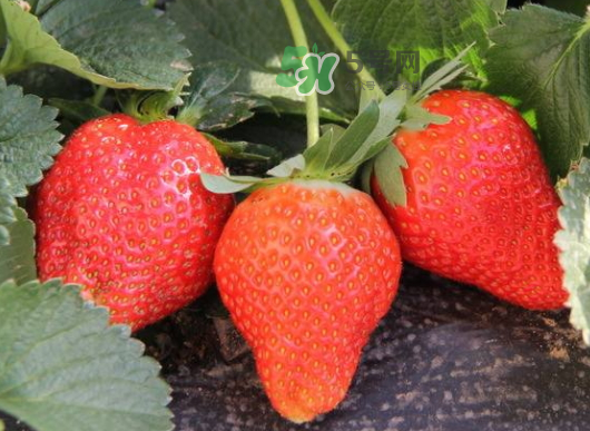 九月份可以種草莓嗎？九月份有草莓吃嗎？