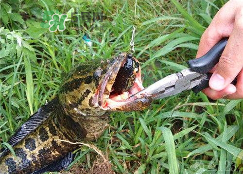 九月份可以釣黑魚嗎？9月份可以釣黑魚嗎？