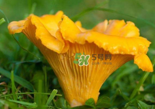 雞油菌是寒性的嗎？雞油菌是發(fā)物嗎