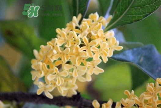 家里為什么不能種桂花？桂花為什么不能栽在家里