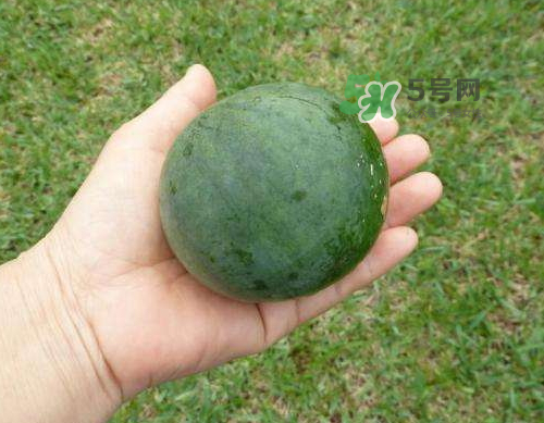 9月份可以種西瓜嗎？九月份種西瓜會結(jié)果嗎？