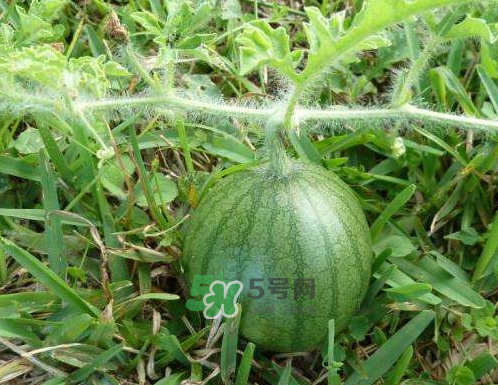 9月份可以種西瓜嗎？九月份種西瓜會結(jié)果嗎？