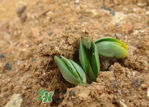 9月份可以種西瓜嗎？九月份種西瓜會結(jié)果嗎？