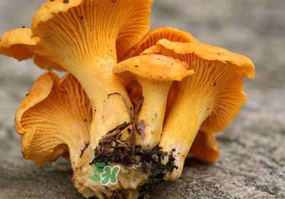 雞油菌怎么清洗？雞油菌要焯水嗎