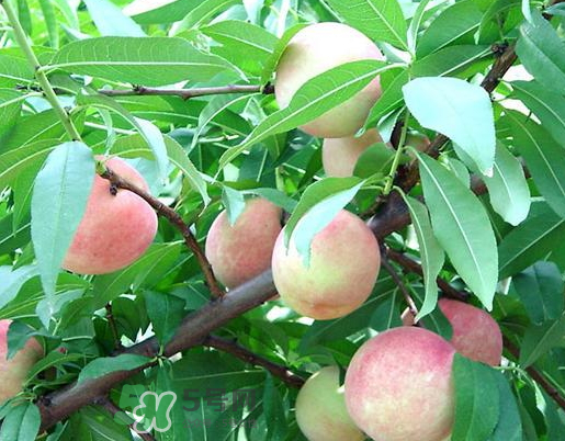 九月份還有桃子嗎？9月份成熟的桃子有幾種？