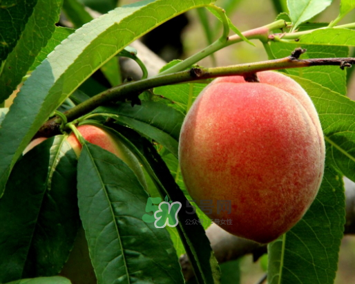 九月份還有桃子嗎？9月份成熟的桃子有幾種？