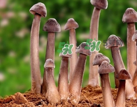 雞樅菌多少錢一斤？干雞樅菌多少錢一斤