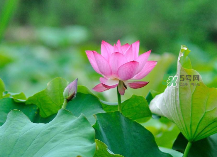 荷花桿可以吃嗎？荷花桿怎么吃？