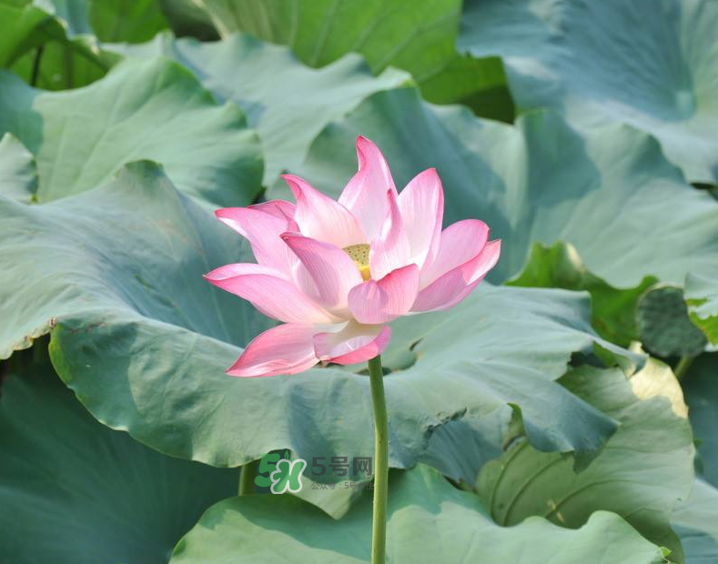 荷花桿可以吃嗎？荷花桿怎么吃？