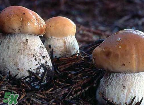 牛肝菌要泡發(fā)多久？牛肝菌怎么清洗