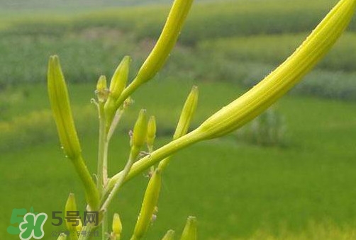 黃花菜是植物的什么部分？黃花菜要去芯嗎？