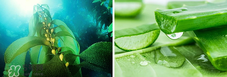 紀皙妍氣墊bb霜怎么樣？紀皙妍氣墊好不好用？