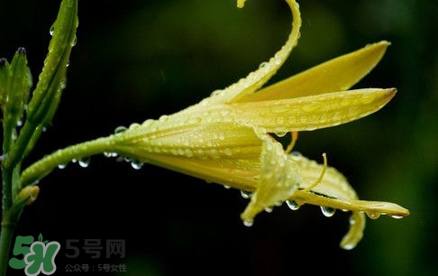 黃花菜什么時(shí)候種植？黃花菜什么時(shí)候采摘好